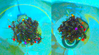 Illustration for article titled Ants Construct Ingenious Contraption to Keep Themselves From Drowning